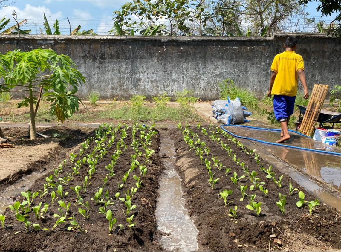  DKPP Kota Blitar Pantau, Perkembangan Budidaya Sawi di LPKA Kelas I Blitar Berjalan Optimal 1